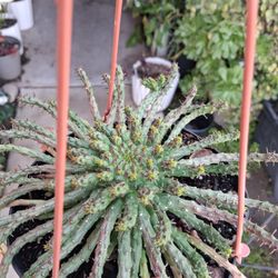 Medusa's Head Plant $25