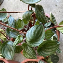 10” Large Peperomia Watermelon Hanging Indoor Plants 