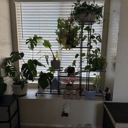 Plants For  Sale 