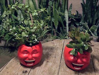 Planter Macetero