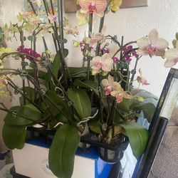 Plants For Sale 