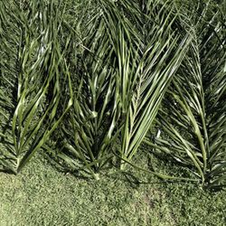Palm Tree Branches For Palm Sunday