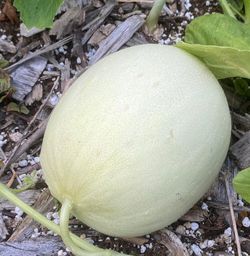 Organic Honeydew Melon Plants! 2026 SEASON EARLY RELEASE!