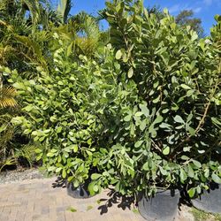 huge clusias 7 to 8 feet tall Instant Privacy Hedge