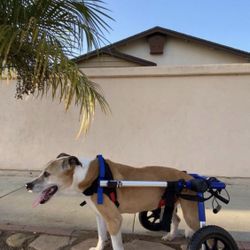 Wheelchair For medium dog