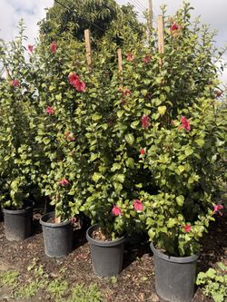 Hibiscus 