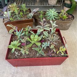 Beautiful Succulents 