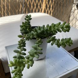 Donkey Tail Plant 
