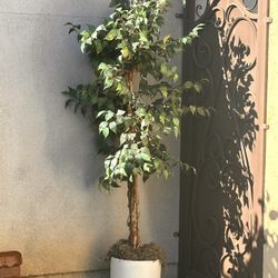 Artificial Plant $15