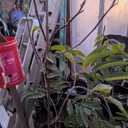 Grafted Green Geffner Atemoya Plant