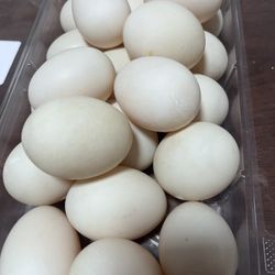 Fresh Muscovy duck eggs