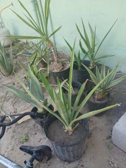Cactus Family & And Mini Palm Trees