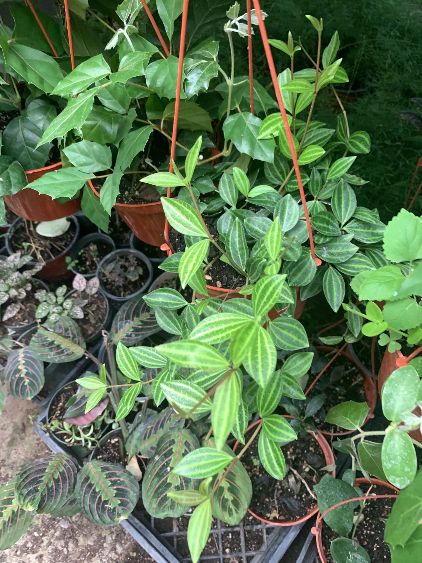 Funky Frog Plant 6in Pot