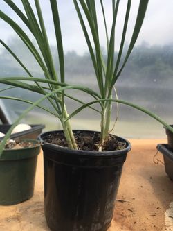Chives - (Allium schoenoprasum) herb Plant - Live Rooted - 4 inch pot 
