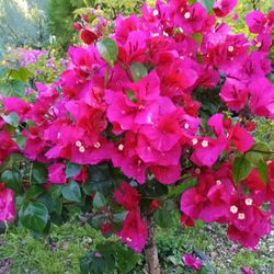 Gorgeous Bougainvillea Bonsai Tree With Beautiful Blooming Flowers 💖$110