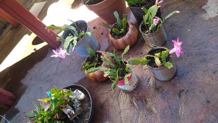 Christmas cactus