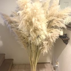 Creamy White Pampas Grass 3 for $45 OR 6 for $80
