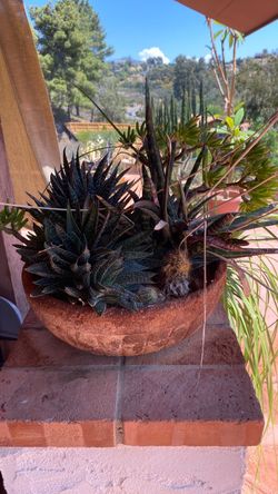Cactus in pot