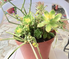 Beautiful many kinds of succulents arrangements.