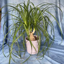 Ponytail Palm Tree (Succulant) and Pot