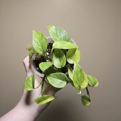 Epipremnum Pinnatum Crystal Green Teruno