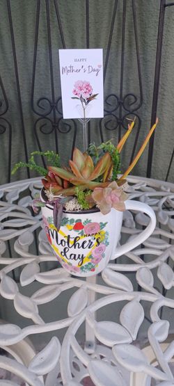 Suculentas regalo día de las madres