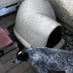 Dog House
