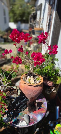 Beautiful Bonsai tree 5 yrs old strong healthy easy to take care of!
