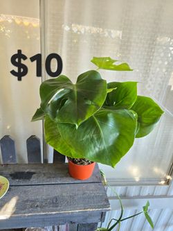 Monstera