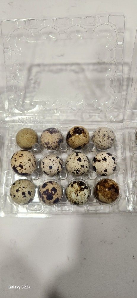 organic quail eggs