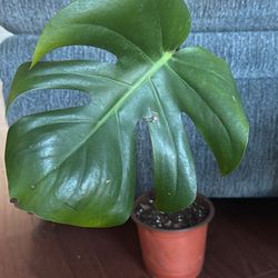 Rooted Monstera Cutting With New Stem 