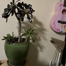 Plant 🪴 💐 large