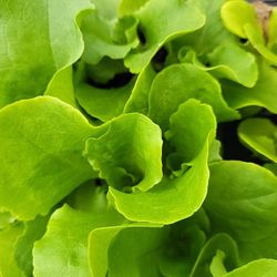 Lettuce Starts In 6 Plant PAK