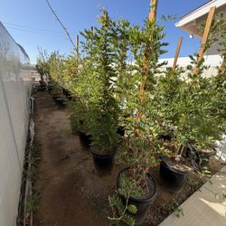 Wisteria White Also  Purple Available 15 Gal