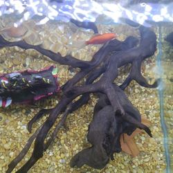 aquarium drift wood 