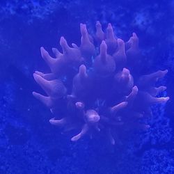 Bubble Tip