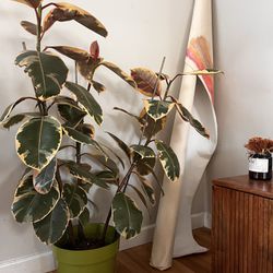 Beautiful 48” Tall Ficus Plant (living)