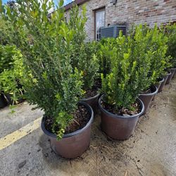 Boxwood Plants 3gallones 