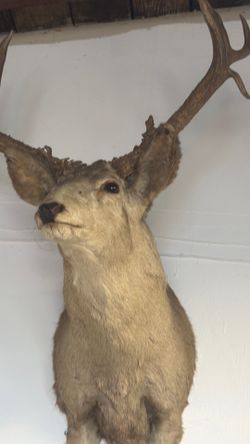 Deer head bundle with cat sculptures