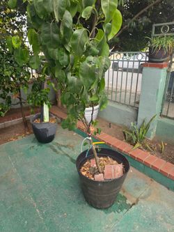 Plant