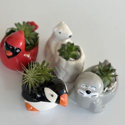 Animal Planters- With Plants (Plants Can Be Changed) 