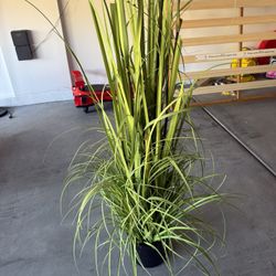 Artificial Plant 