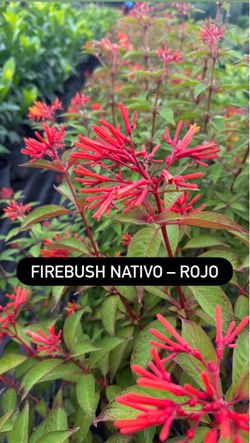🌿 FIREBUSH NATIVO – ROJO