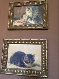 Cat pictures