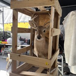 Real Deer Head