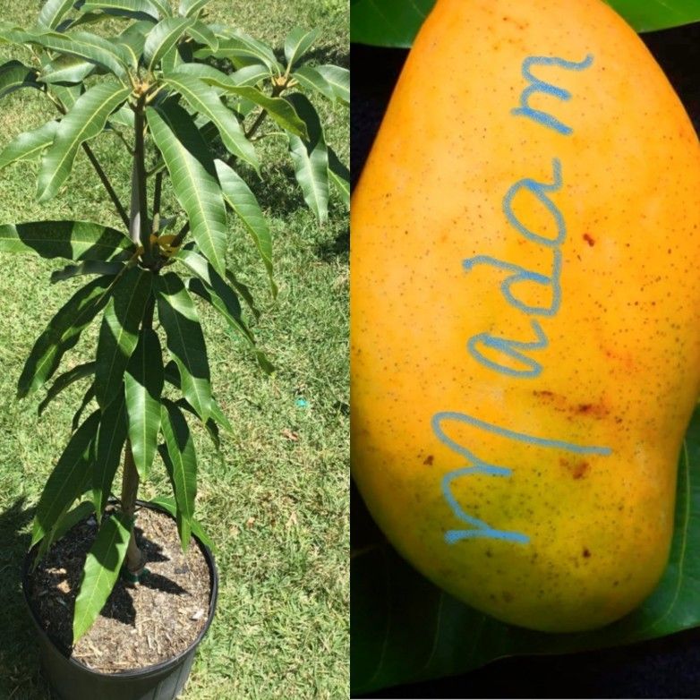 Madam Francis Haitian Mango Grafted Trees 3gal