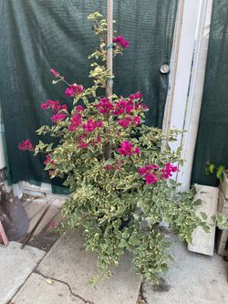 Raspberry Ice Bougambilea, Camelina , Veranera Outdoor Plant, 5 Feet Tall In 5 Gallóns Pot Pick Up Only