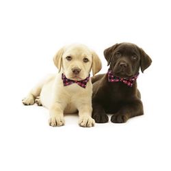 Christmas Dog Collars
