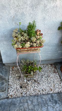 Planta