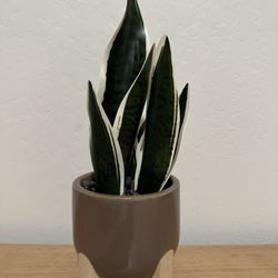 Faux Plant 